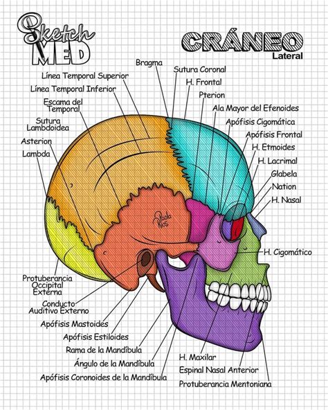 Huesos Del Cráneo Anatomia Y Fisiologia Humana Anatomía Anatomia Y