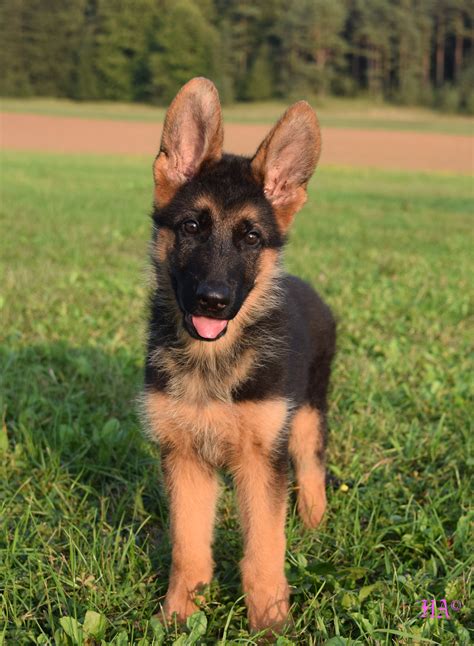 Sold Male Stockcoat Puppy Located In Germany German Shepherd