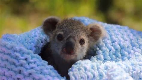 Meet Elsa The Baby Koala Warming Hearts Across The Internet