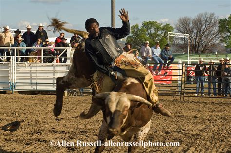 Cowboy Rides Bucking Bull At Miles City Bucking Horse Sale Montana