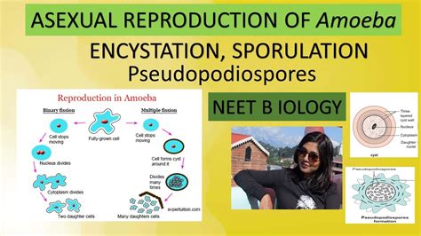 Asexual Reproduction Of Amoeba Binary Fission Encystation Sporulation Pseudopodiospores