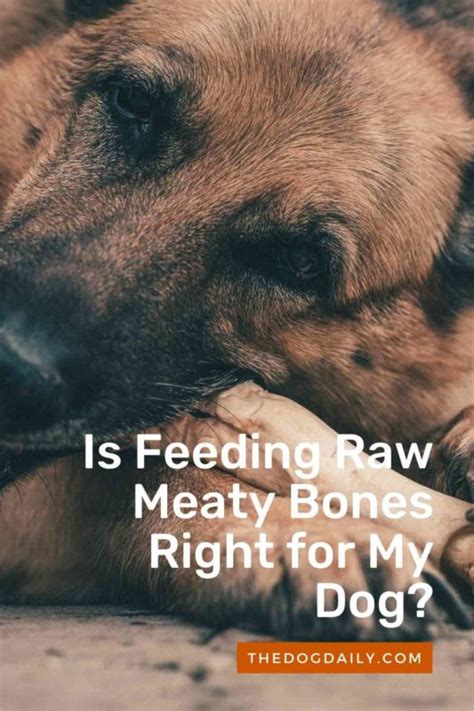 How To Feed Your Dog Biologically Appropriate Raw Foods