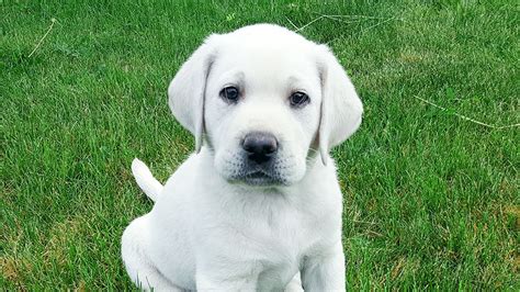 Find images of golden retriever puppy. Gorgeous White English Lab Puppy in Training - Week 1 ...