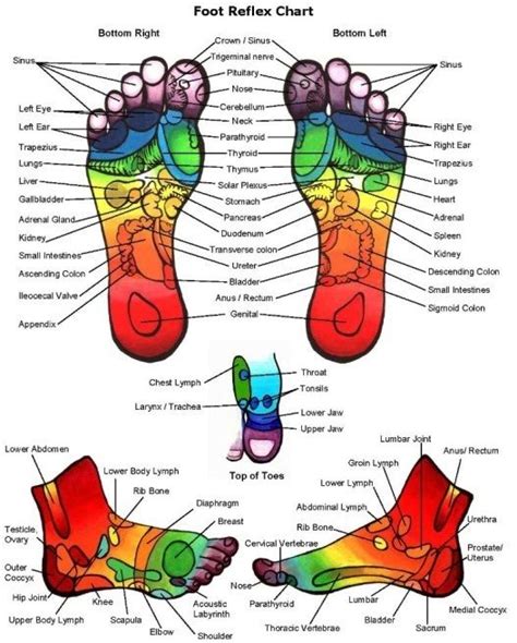 Zone Therapy Reflexology Reflexology Chart Foot Reflexology