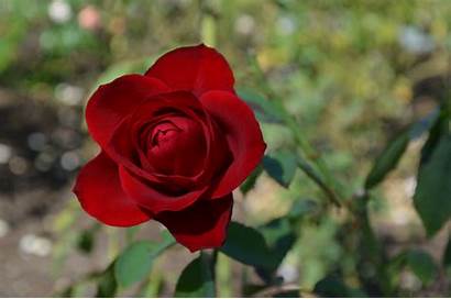 Roses Mcgredy Rose Tea Hybrid Rosa Olympiad