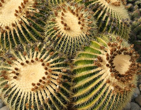 It may offset with advanced age and a few multiples occur even at small sizes. Barrel Cactus Flowers Stock Images - Download 842 Royalty ...