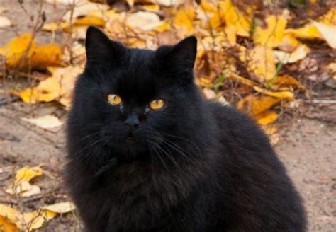 14 Super Cute Black Cats Catvills