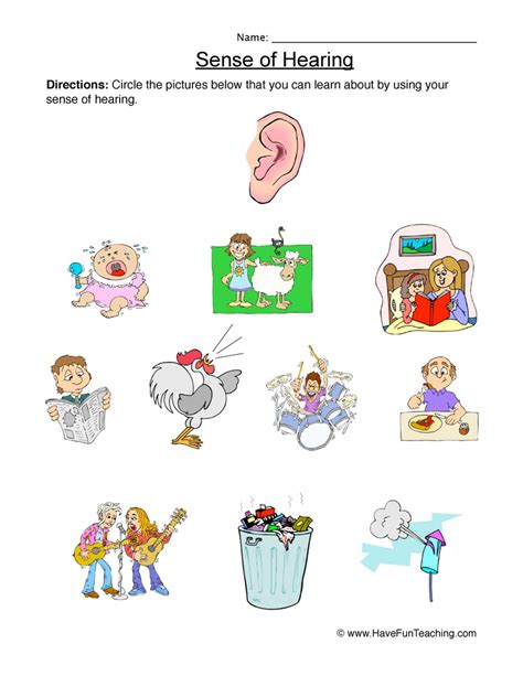 Senses Hearing Worksheet Have Fun Teaching