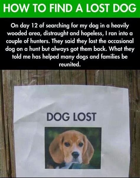 Idea About How To Find Lost Dog Losing A Dog Pamper Pets Therapy