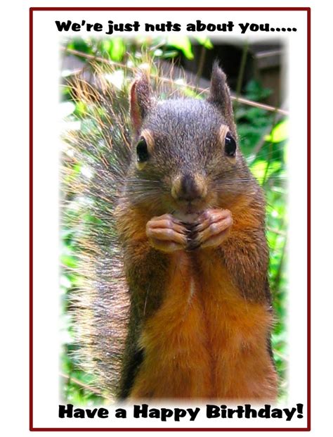 Squirrel Birthday Card Huckleberry Cards