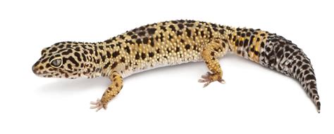 In fact, the gila monster is the largest lizard in the u.s. What to Do if Your Leopard Gecko Has Armpit Bubbles