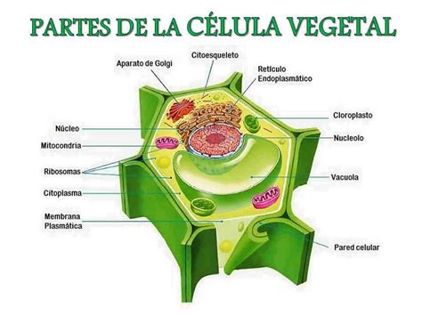 Imagen Celula Animal Y Vegetal Con Sus Partes