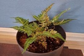Check spelling or type a new query. How to Save a Dying Fern (Indoor or Outdoor) - The ...
