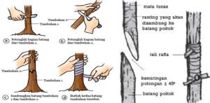Maybe you would like to learn more about one of these? Reproduksi Vegetatif Alami dan Buatan pada Tumbuhan ...