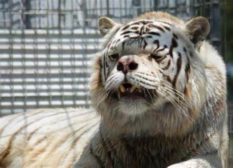 Created by barrera casagnon, benito on mar 06, 2014 you guys may have seen a picture of this tiger before, but if you haven't, please take a look at it and share your thoughts. Meet Kenny, The Inbred White Tiger With Down Syndrome