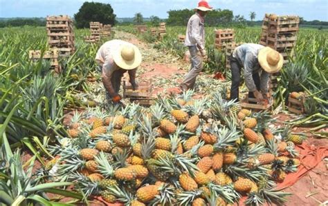 La Libertad productores de piña implementaron Buenas Prácticas Agrícolas