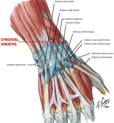 Extensor Tendons Of Hand Anatomy