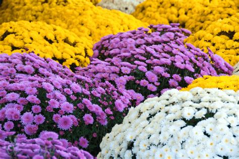 How To Keep Fall Mums Alive And Blooming