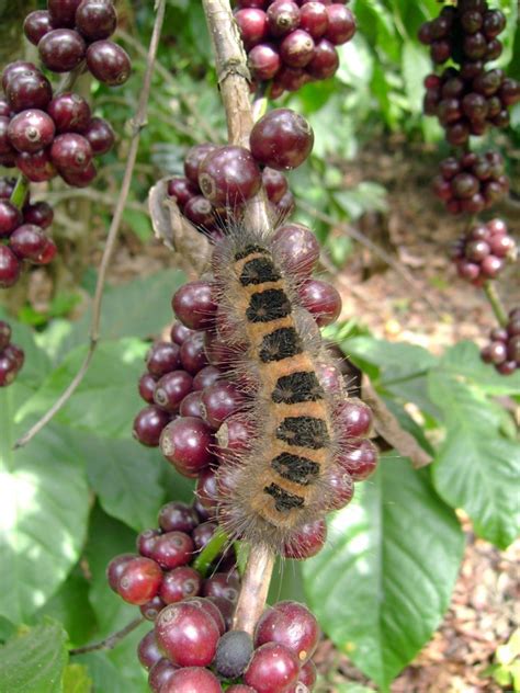 Pests and pathogens of pacific madrone introduction pacific madrone visit our about page to learn more about the importance and heritage of the pacific madrone. The Impact of Climate Change on Coffee - EcoFriendly Coffee