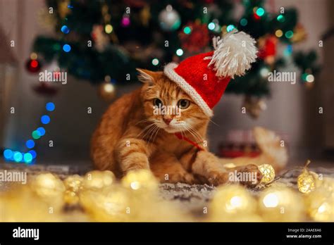 Ginger Cat Viste Gorro De Santa Claus Bajo El árbol De Navidad Jugando