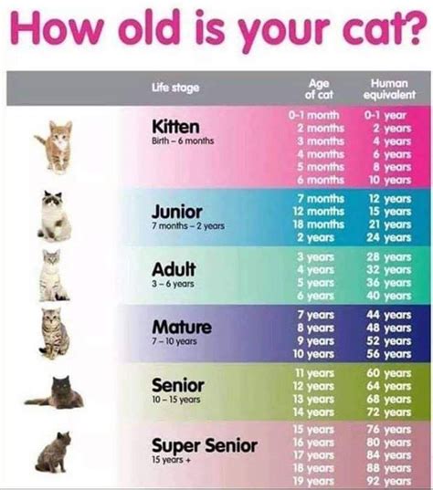 How Old Is Your Cat Cat Age Chart Cat Years Cat Ages