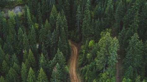 Aerial View Of A Road Inside The Forest Hd Wallpaper 4k Ultra Hd Hd