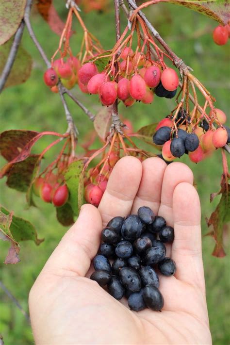 A Hand Holding Berries On A Tree Branch