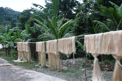What Is Banana Fibre And How Do You Make Textiles From It