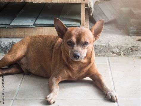 Miniature Pinscher Sit On Floorfat Dog Stock Photo Adobe Stock