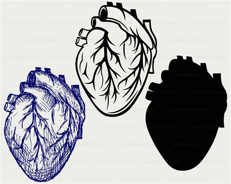 Human Heart Silhouette At Getdrawings Free Download