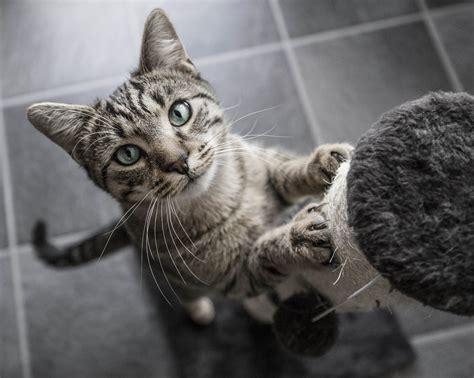 Cats become infected with fcov when they ingest the virus. Ask the Vet: The coronavirus in dogs and cats | TBR News Media