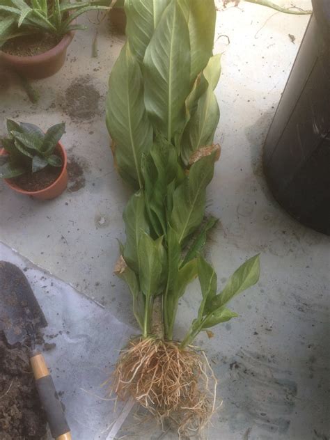 7 langkah cara sukses menanam mentimun. Jom Tanam Sayur ( JTS ) : Pasu-kan Semula Keladi Hiasan ...