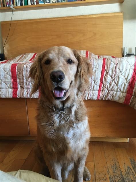 Like many things in life, when it comes to buying a golden retriever puppy, you get what you pay for. How much will a golden retriever cost? - Quora