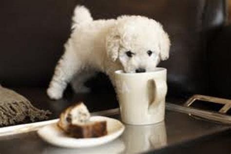 A Gallery Of Cute Pictures Of Puppies Drinking