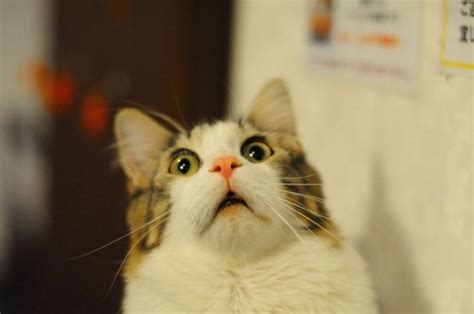 Create Meme Shock Shock Scared Cat The Cat Who