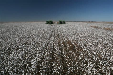 Cotton Fields Stock Photo Image Of Organic Picking 16734132