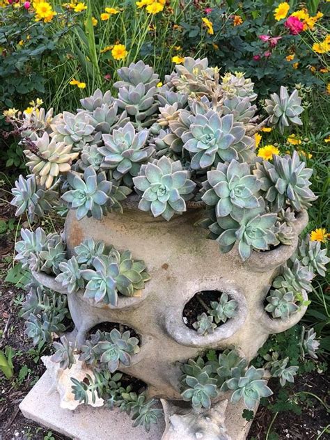 I have not had good luck removing it from a jade plant, but there are solutions you can research. "Ripple Jade" has thin wavy leaves. | Jade plants, Types ...