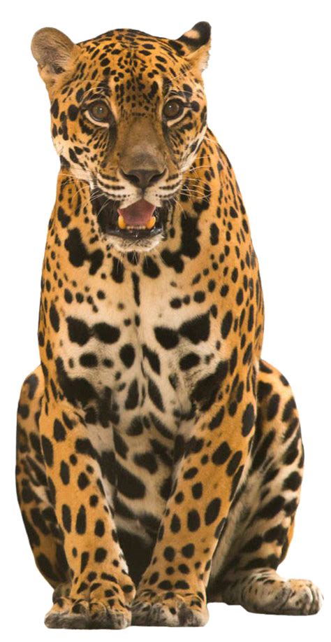 Jaguar Png Images Transparent Background Png Play
