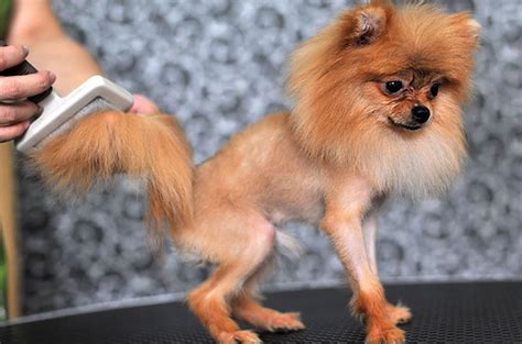 The shorter hair on top is then combined with a fade on the sides, and styled with a matte pomade to style your cropped hair, we recommend keeping your hairstyle flat for a look similar to a crew cut. Evolved Dogs Understand Language · Guardian Liberty Voice