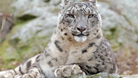 Climate Change Stalks The Snow Leopard Asia Pacific