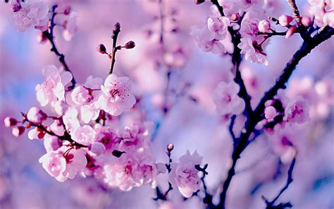 Wallpaper is no longer dated or stuffy. Sakura Wallpapers Images Photos Pictures Backgrounds