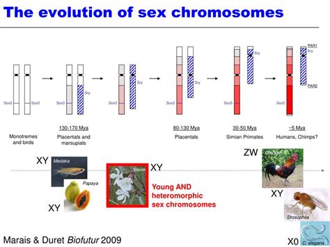 Ppt The Evolution Of Sex Chromosomes Similarities And Sexiezpix Web Porn