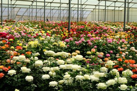 List Of Flower Farms In Naivasha Best Flower Site