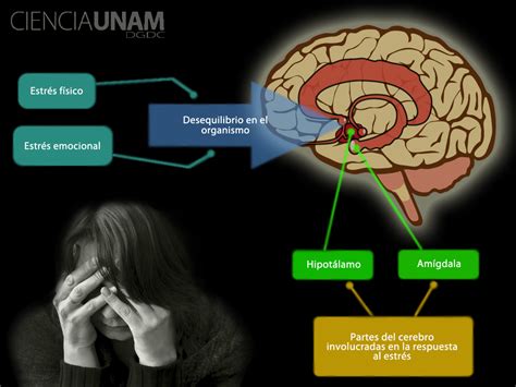 Estr S Qu Pasa En El Cerebro Ciencia Unam