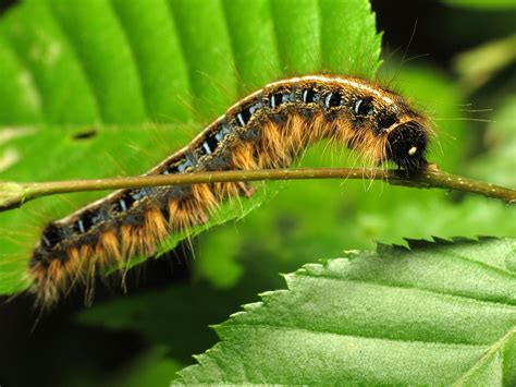 The Eastern Tent Caterpillar Moth Adopt And Shop