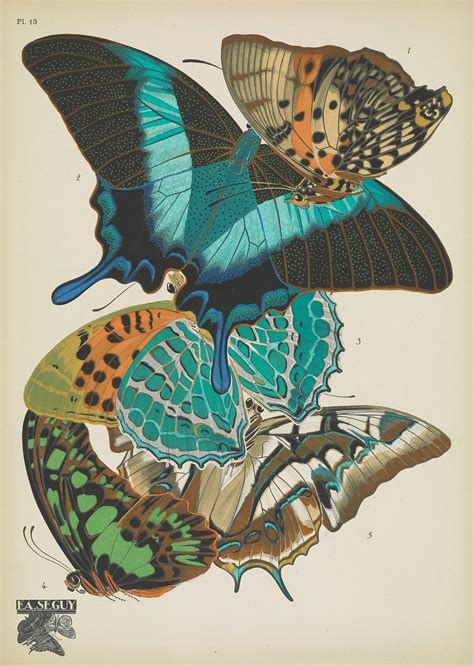 N30w1150 Papillons Paristolmer Ca 1925 Biodiversity Flickr