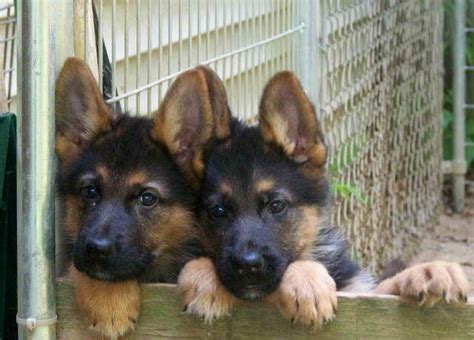 Five males and two females. German Shepherd Puppies For Sale Rochester Ny | PETSIDI