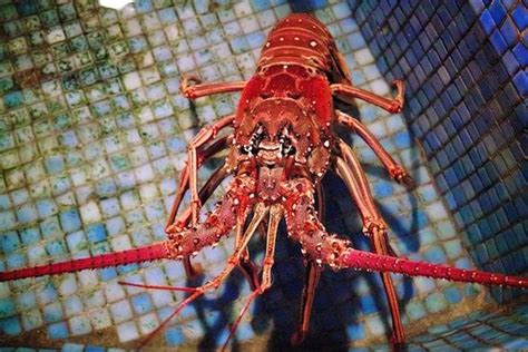 Spiny Caribbean Lobster—not Your Average Maine Lobster Caribbean Maine Lobster Caribbean Recipes