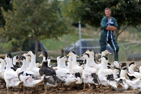 © 2021 forbes media llc. Bird flu outbreak in France will result in the culling of ...