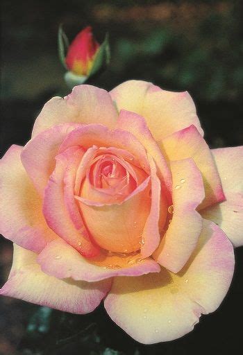 1000 Images About Roses For The Soul On Pinterest